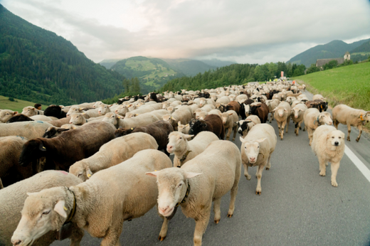Alpaufzug mit den Schafen von Marcus Berther - Vorteile für Tier & Natur